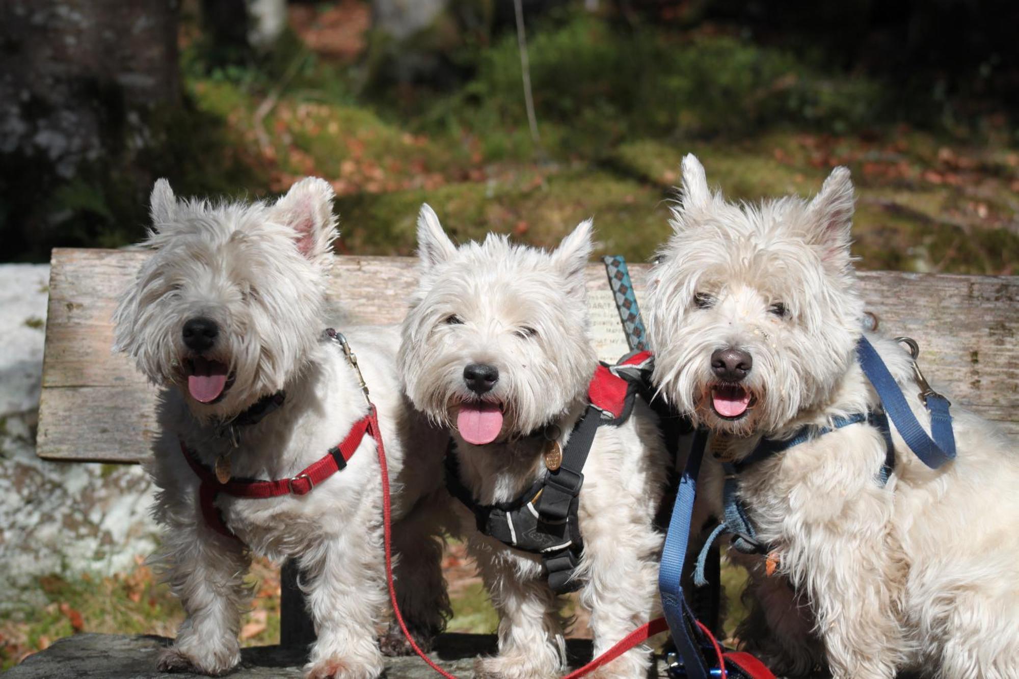 Craik Na Dav B&B Invermoriston Kültér fotó