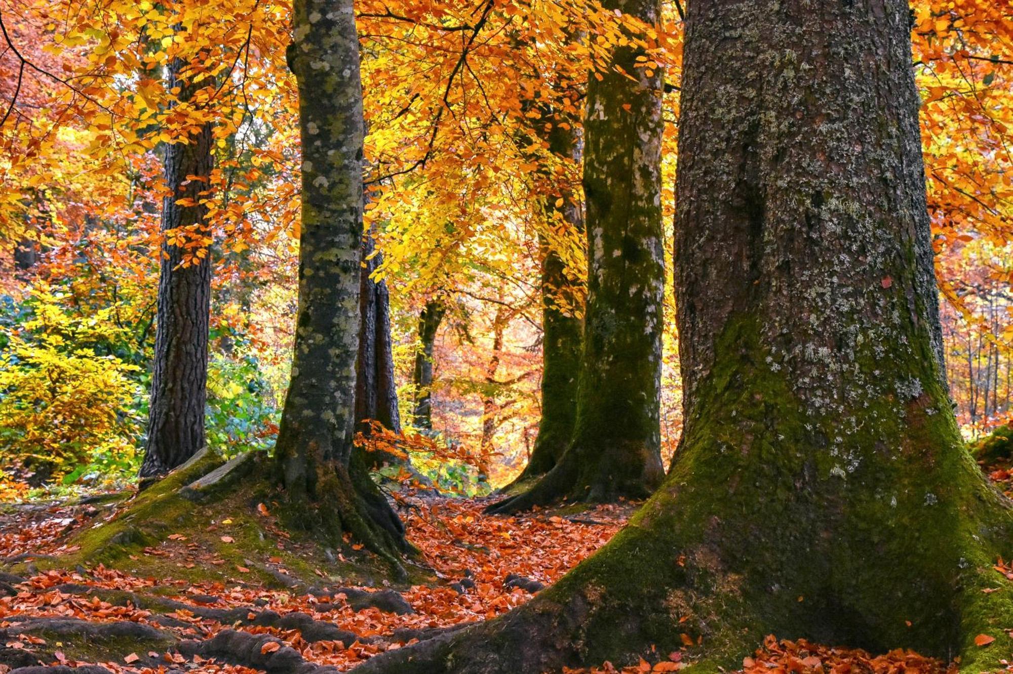 Craik Na Dav B&B Invermoriston Kültér fotó