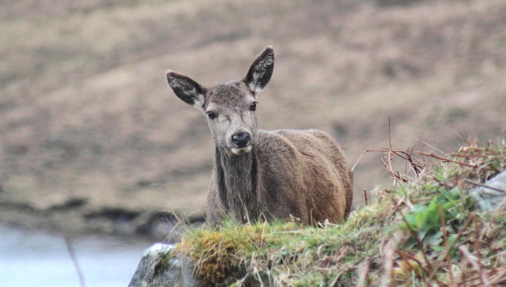 Craik Na Dav B&B Invermoriston Kültér fotó